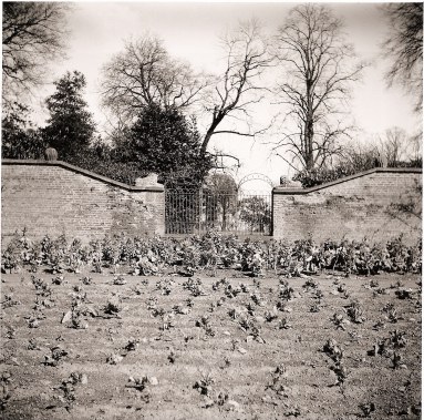 Walled Garden Gate